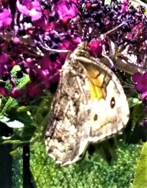 Hipparchia semele -  Nymphalidae Satyrinae